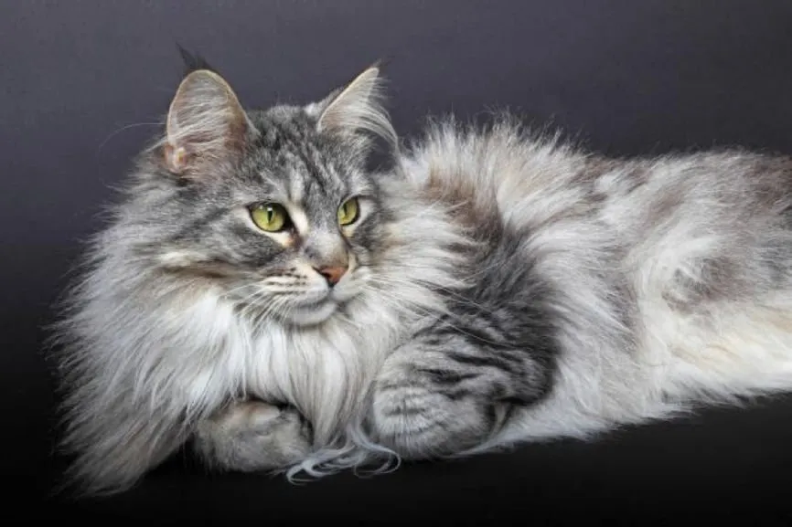 Cat Breed Guide 6 LongHaired Breed Felines You Will Adore